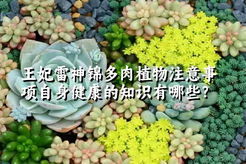 王妃雷神锦多肉植物注意事项自身健康的知识有哪些？