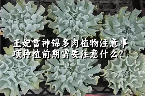 王妃雷神锦多肉植物注意事项种植前期需要注意什么？ 