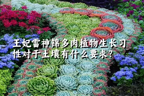 王妃雷神锦多肉植物生长习性对于土壤有什么要求？	