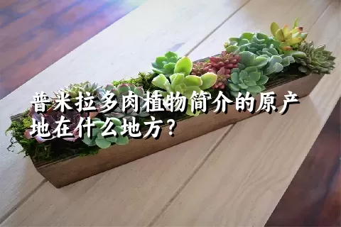 普米拉多肉植物简介的原产地在什么地方？