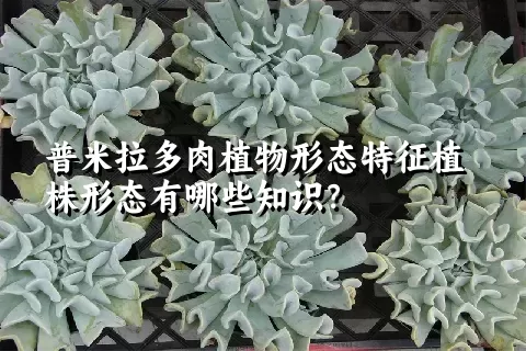 普米拉多肉植物形态特征植株形态有哪些知识？