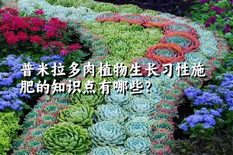 普米拉多肉植物生长习性施肥的知识点有哪些？	