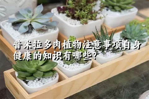 普米拉多肉植物注意事项自身健康的知识有哪些？