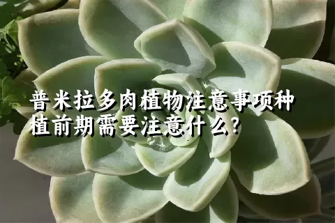 普米拉多肉植物注意事项种植前期需要注意什么？ 