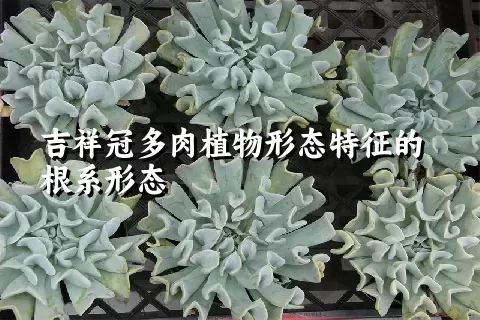 吉祥冠多肉植物形态特征的根系形态