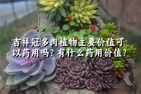 吉祥冠多肉植物主要价值可以药用吗？有什么药用价值？