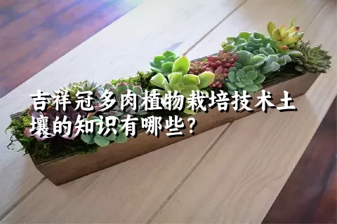 吉祥冠多肉植物栽培技术土壤的知识有哪些？