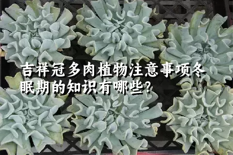 吉祥冠多肉植物注意事项冬眠期的知识有哪些？