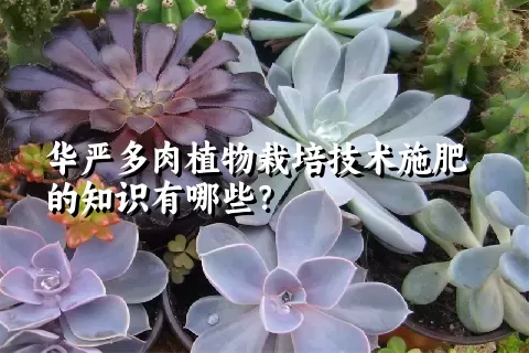 华严多肉植物栽培技术施肥的知识有哪些？ 