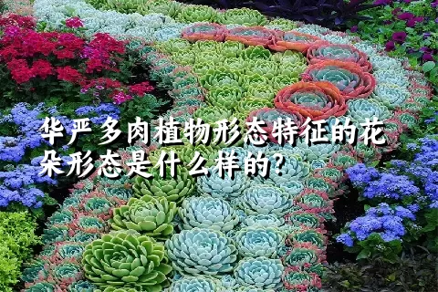 华严多肉植物形态特征的花朵形态是什么样的？