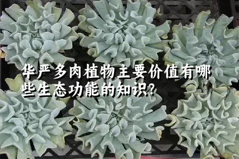 华严多肉植物主要价值有哪些生态功能的知识？