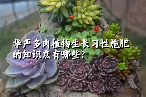 华严多肉植物生长习性施肥的知识点有哪些？	