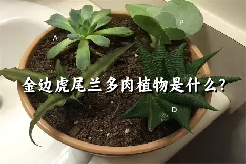 金边虎尾兰多肉植物是什么？