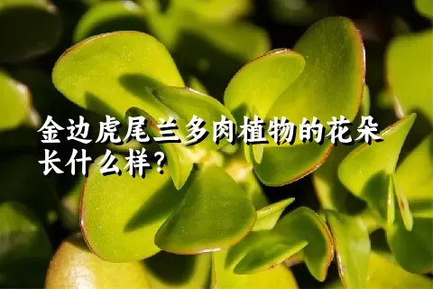 金边虎尾兰多肉植物的花朵长什么样？