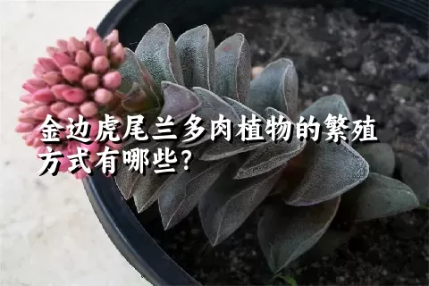 金边虎尾兰多肉植物的繁殖方式有哪些？