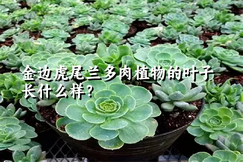 金边虎尾兰多肉植物的叶子长什么样？