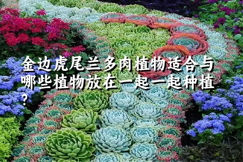 金边虎尾兰多肉植物适合与哪些植物放在一起一起种植？