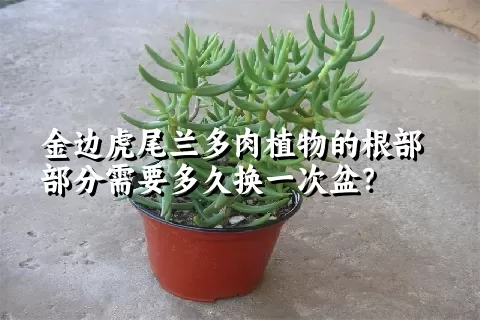 金边虎尾兰多肉植物的根部部分需要多久换一次盆？