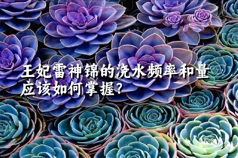 王妃雷神锦的浇水频率和量应该如何掌握？