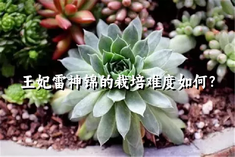 王妃雷神锦的栽培难度如何？