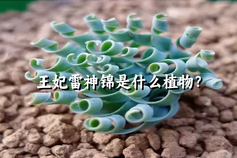 王妃雷神锦是什么植物？