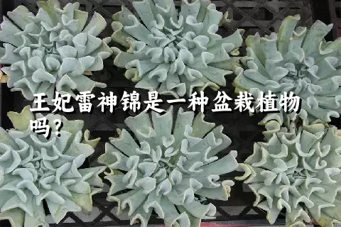 王妃雷神锦是一种盆栽植物吗？