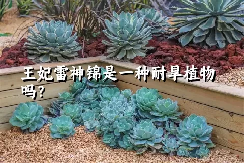 王妃雷神锦是一种耐旱植物吗？