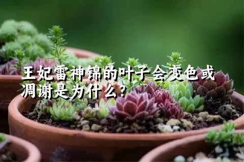 王妃雷神锦的叶子会变色或凋谢是为什么？