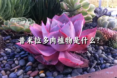 普米拉多肉植物是什么？