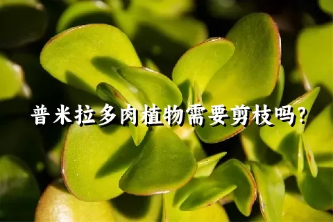 普米拉多肉植物需要剪枝吗？