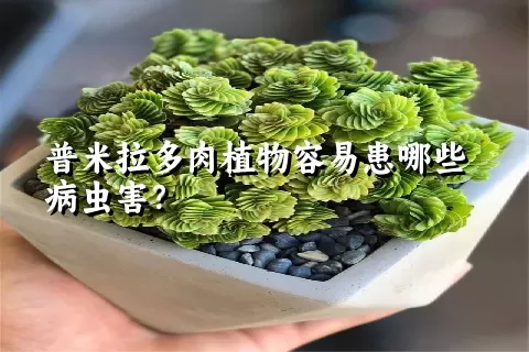 普米拉多肉植物容易患哪些病虫害？