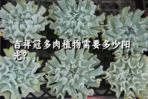 吉祥冠多肉植物需要多少阳光？