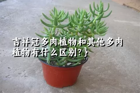 吉祥冠多肉植物和其他多肉植物有什么区别？