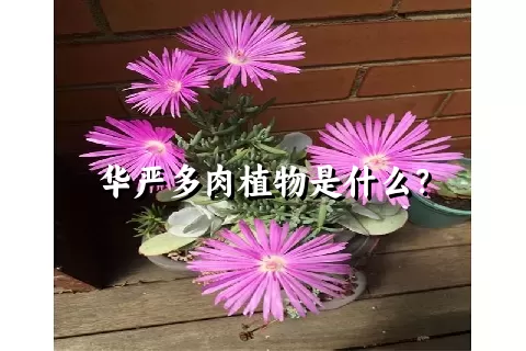 华严多肉植物是什么？