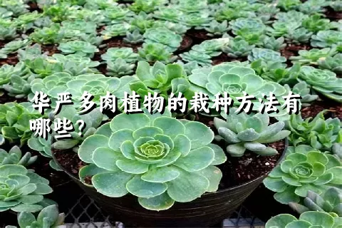 华严多肉植物的栽种方法有哪些？