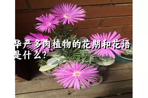 华严多肉植物的花期和花语是什么？