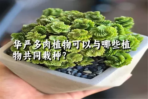 华严多肉植物可以与哪些植物共同栽种？