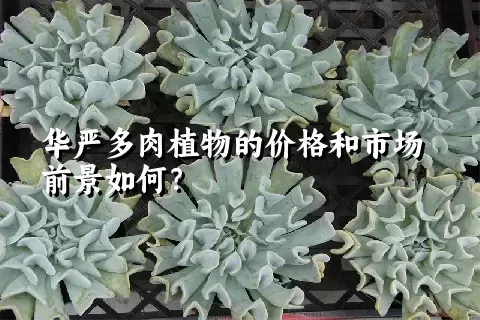 华严多肉植物的价格和市场前景如何？