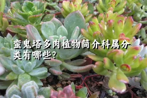 蛮鬼塔多肉植物简介科属分类有哪些？