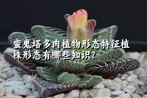 蛮鬼塔多肉植物形态特征植株形态有哪些知识？