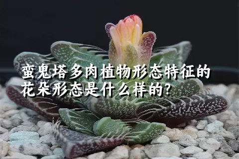 蛮鬼塔多肉植物形态特征的花朵形态是什么样的？