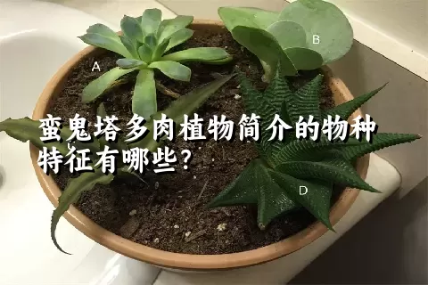 蛮鬼塔多肉植物简介的物种特征有哪些？