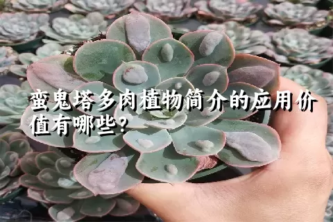 蛮鬼塔多肉植物简介的应用价值有哪些？