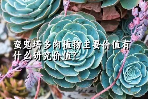 蛮鬼塔多肉植物主要价值有什么研究价值？