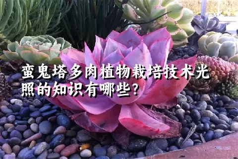 蛮鬼塔多肉植物栽培技术光照的知识有哪些？ 