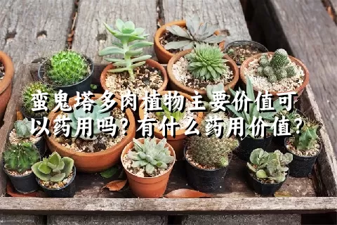 蛮鬼塔多肉植物主要价值可以药用吗？有什么药用价值？