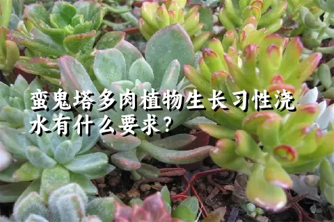 蛮鬼塔多肉植物生长习性浇水有什么要求？	