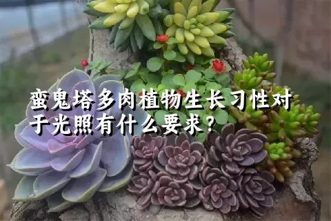 蛮鬼塔多肉植物生长习性对于光照有什么要求？