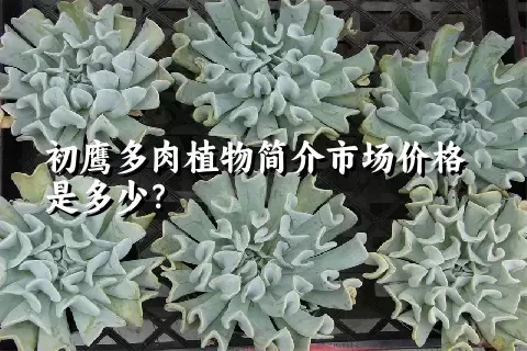 初鹰多肉植物简介市场价格是多少？