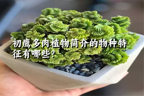 初鹰多肉植物简介的物种特征有哪些？